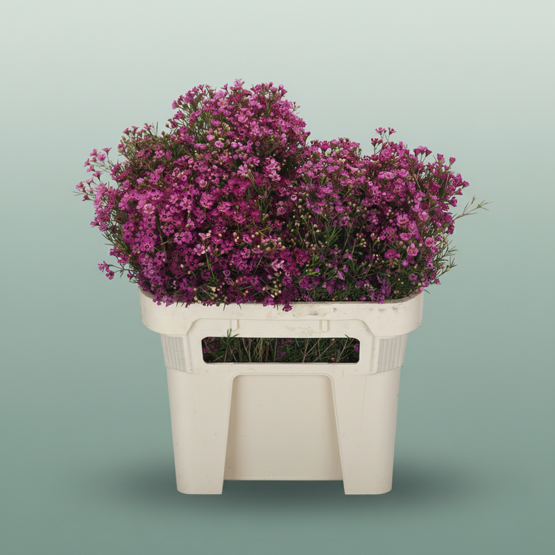 Waxflower - Chamelaucium - Ariel