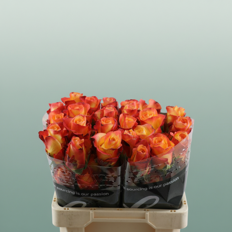 Rose Encanto