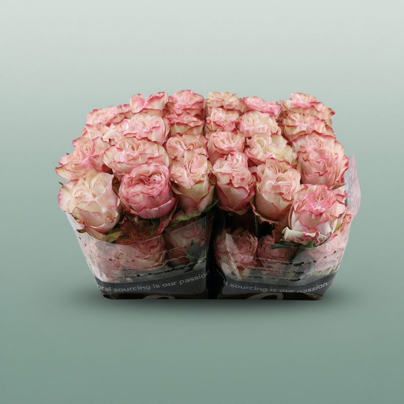 Rose - Rosa - Country Candy