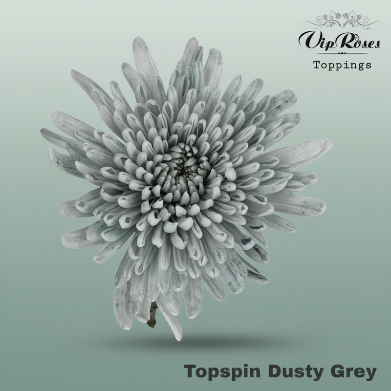 Chrysanthemum G Dyed Topspin Dusty Grey