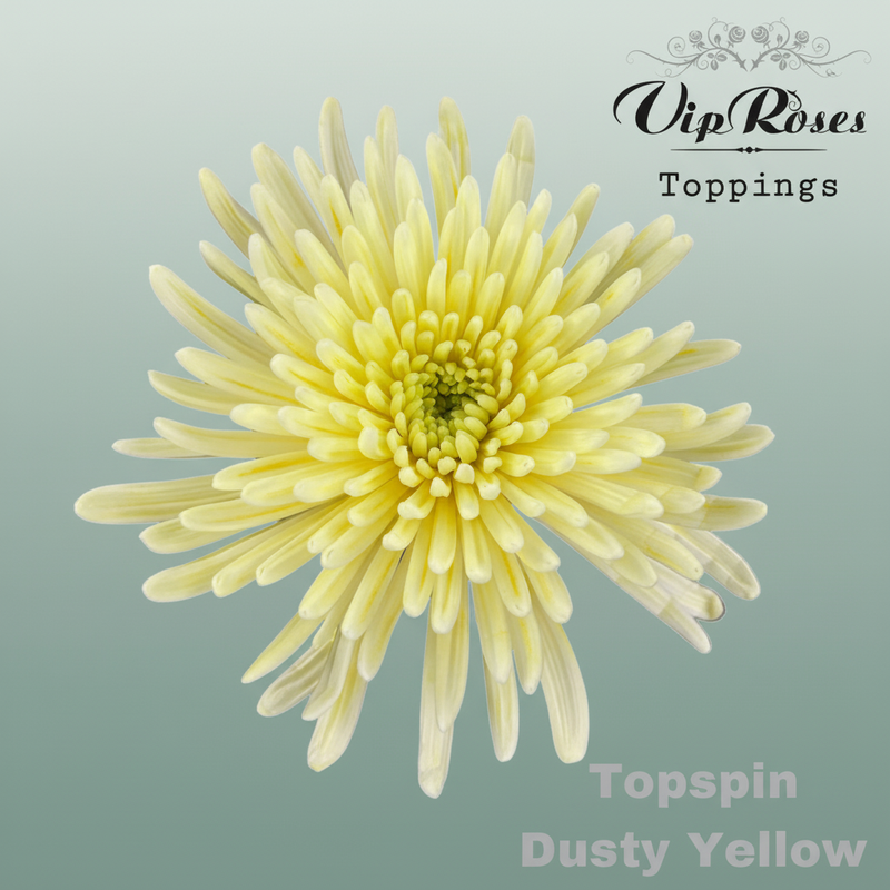 Chrysanthemum G Dyed Topspin Dusty Yellow
