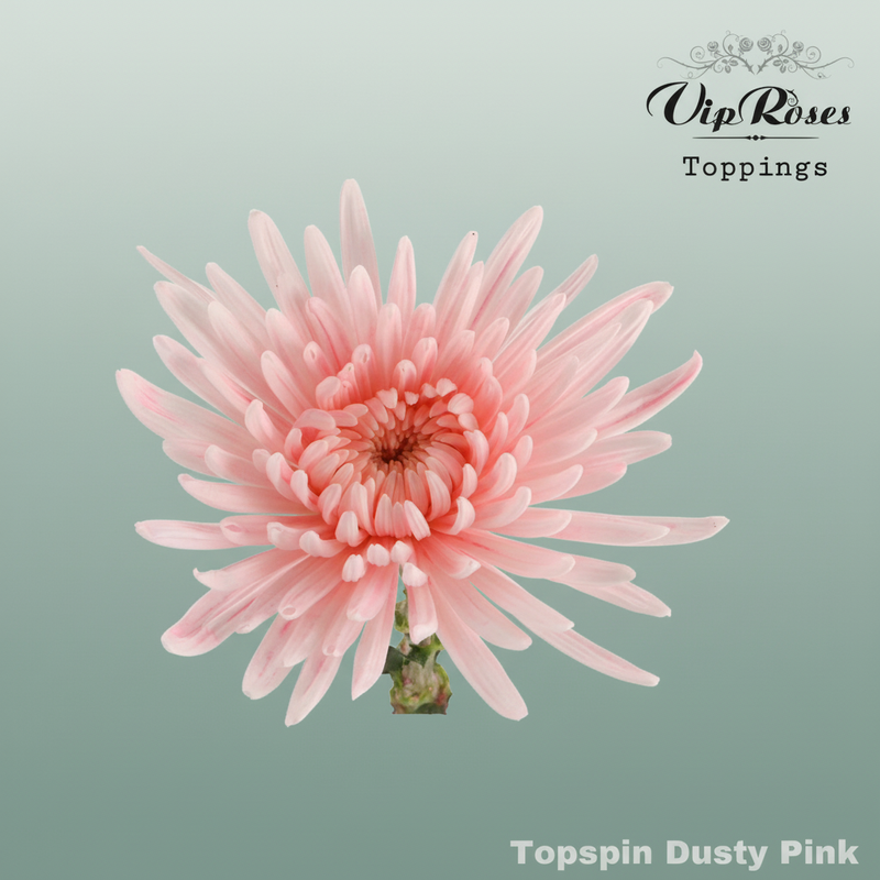 Chrysanthemum G Dyed Topspin Dusty Pink