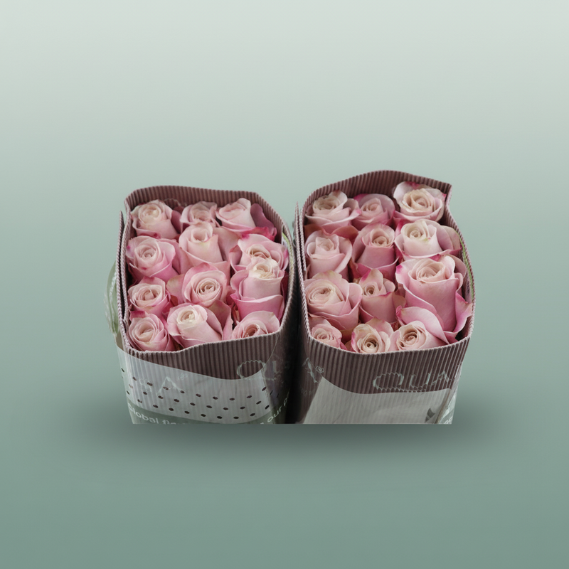 Rose - Rosa - Secret Garden