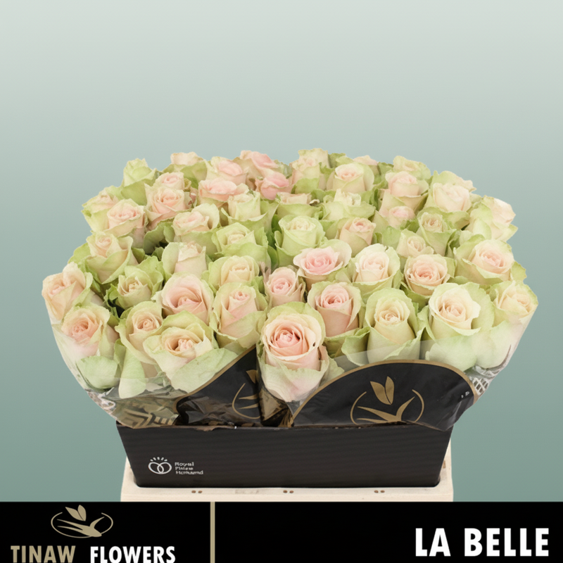 Rose La Belle