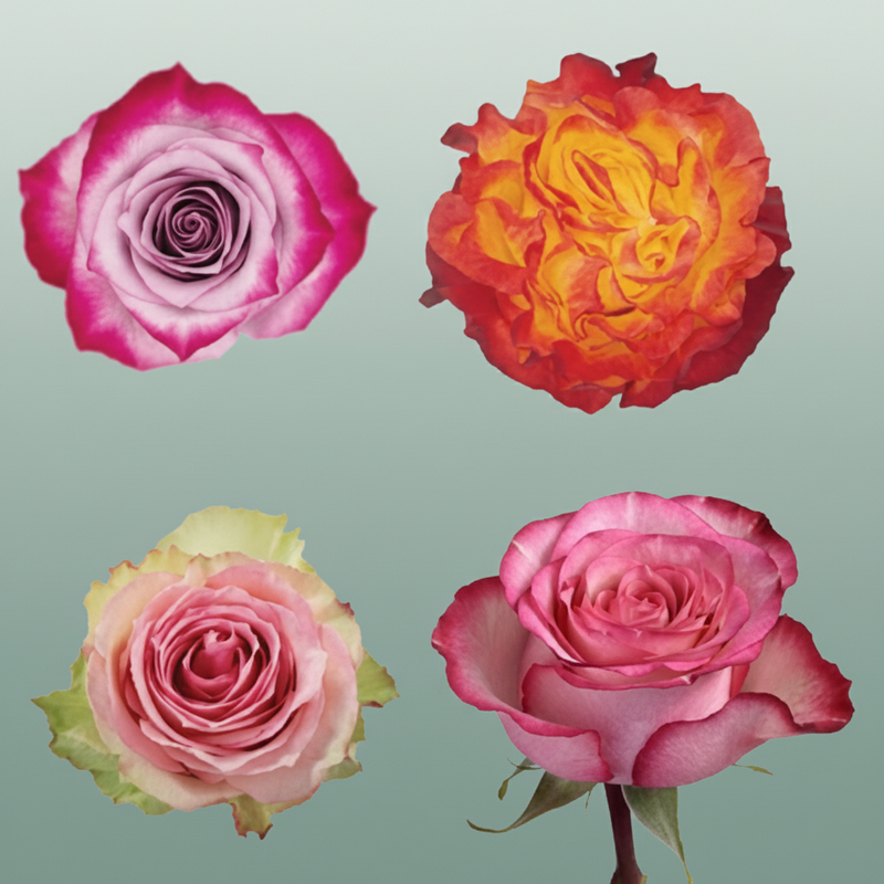 Rose Mixbox Bicolor