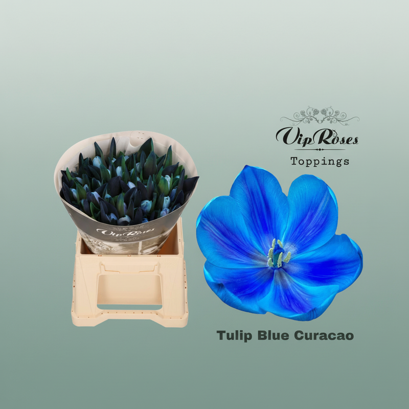 Tulip Dyed Blue Curacao