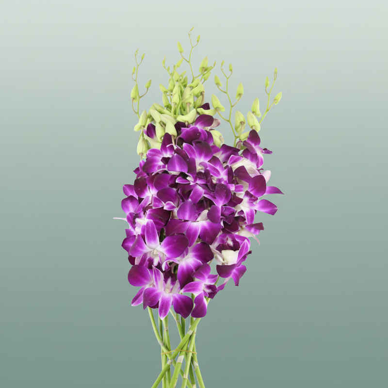 Orchid Dendro Galaxy