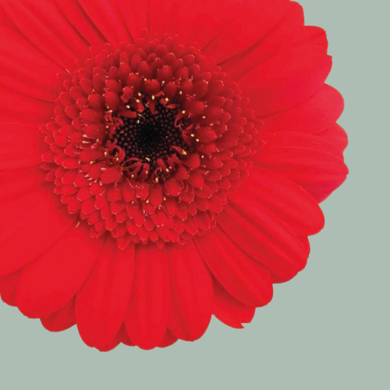 Germini Suri (20 Stems)