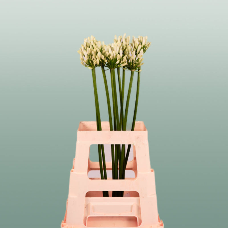 Agapanthus Gletsjer (10 Stems)