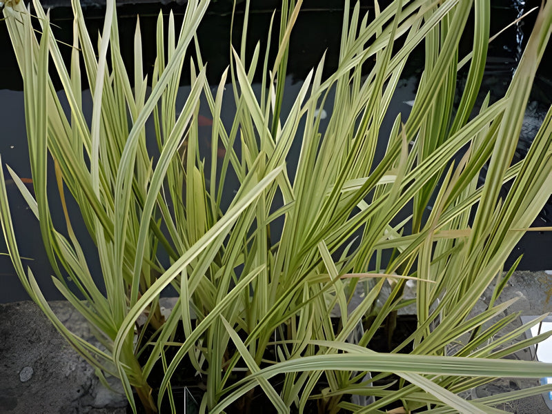 Glyceria maxima var. variegata - Variegated Reed Sweet-Grass, Pond Plant