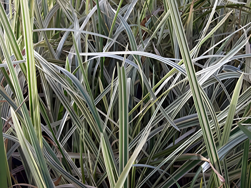 Glyceria maxima var. variegata - Variegated Reed Sweet-Grass, Pond Plant