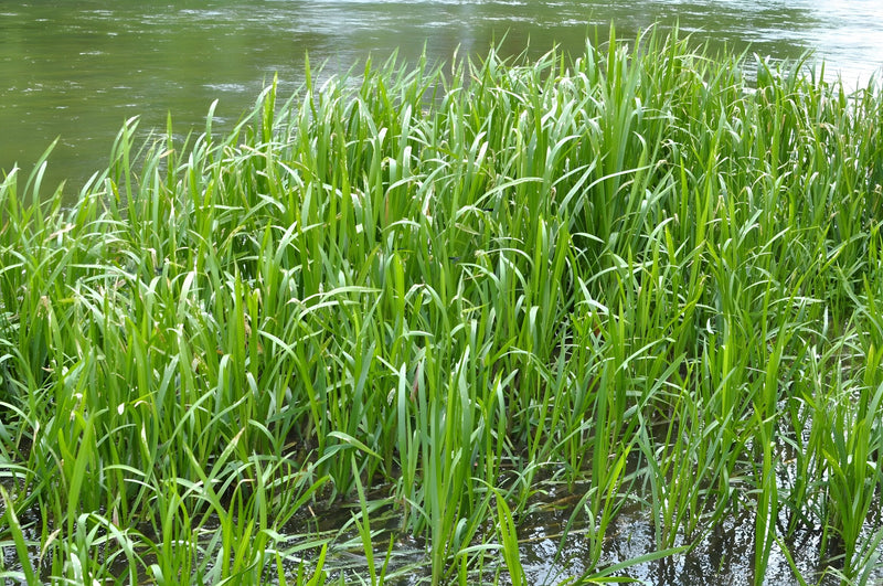 Glyceria maxima