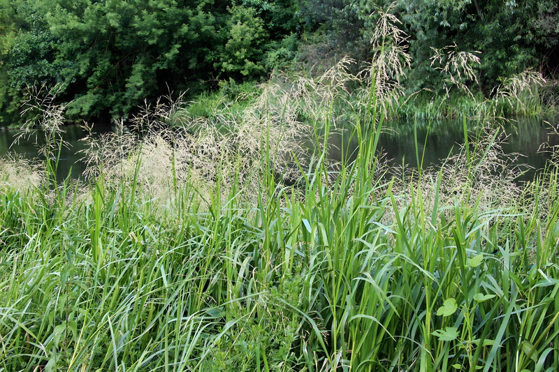 Glyceria maxima