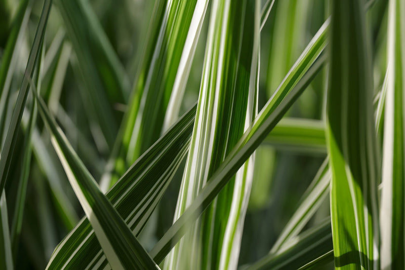 Glyceria maxima var. variegata - Variegated Reed Sweet-Grass, Pond Plant