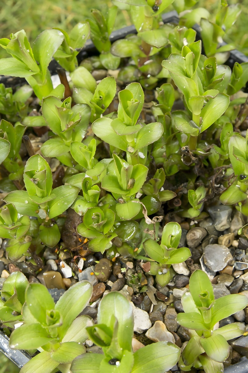 Gratiola officinalis