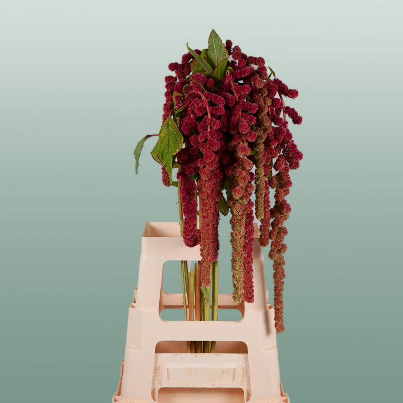 Amaranthus Hang Coral Fountain (10 Stems)