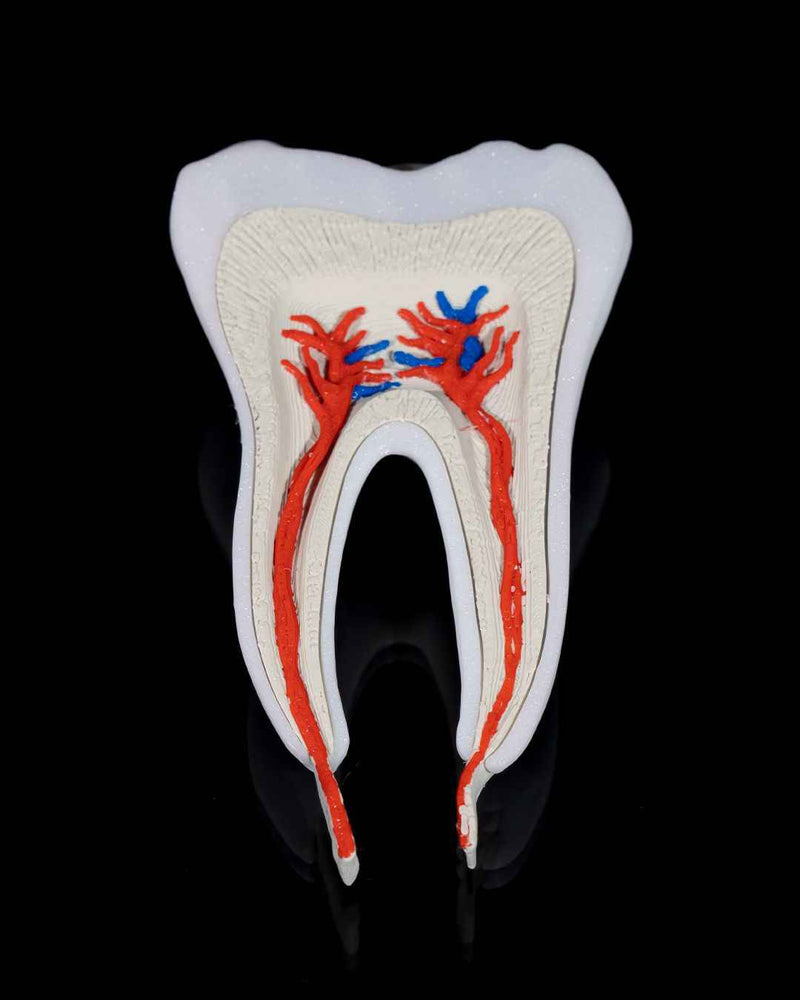 Healthy Premolar Tooth educational model