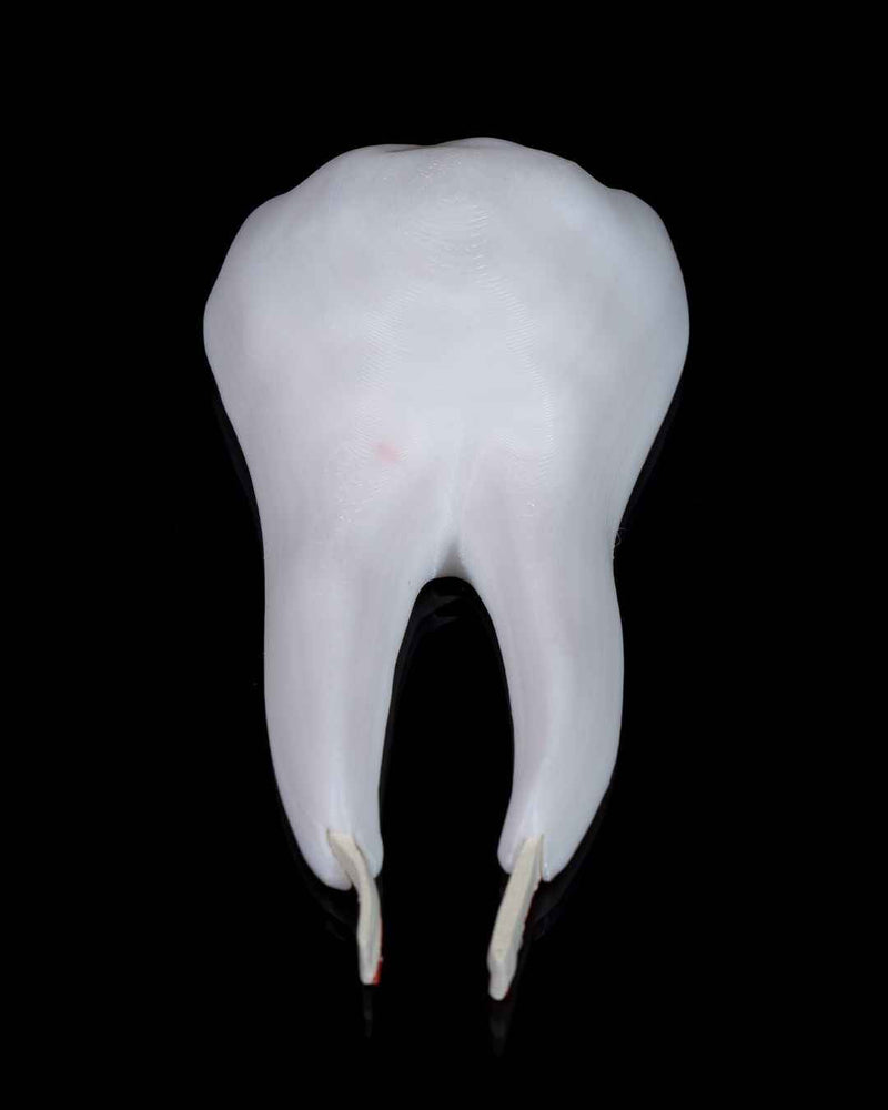 Healthy Premolar Tooth educational model
