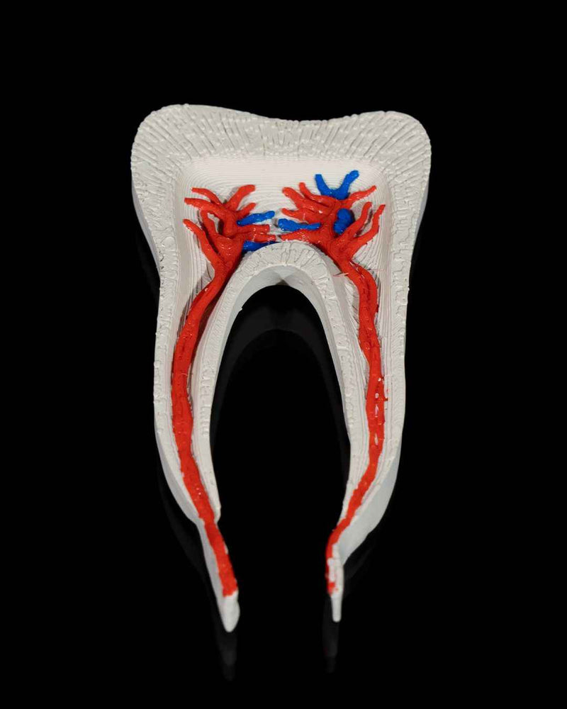 Healthy Premolar Tooth educational model