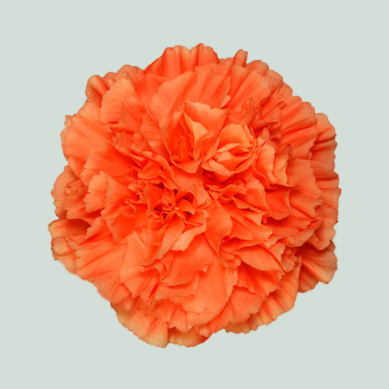 Carnation Standard Hermes Orange (20 Stems)