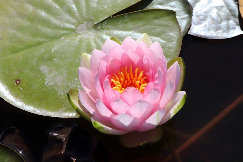 Nymphaea 'Hollandia'