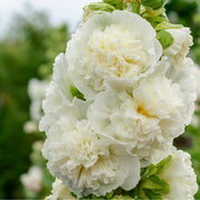 HollyhockWhite2_c4bd65dc-adcf-446e-b7f7-24e7e5e09bde.jpg