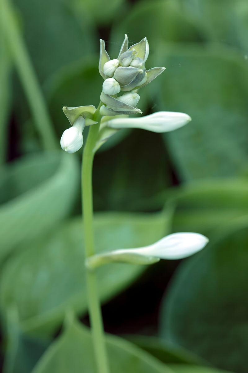 Hosta 'Abiqua Drinking Gourd'