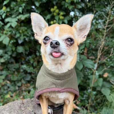 Tiny Toastie Water Repellent Fleece Dog Coat by My Pup and Me Hunter Green