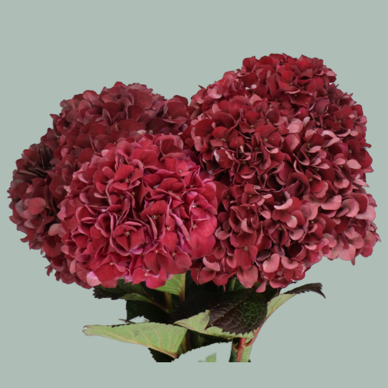 Hydrangea Magical Ruby Red
