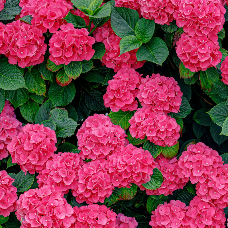 HydrangeaRedBall.jpg