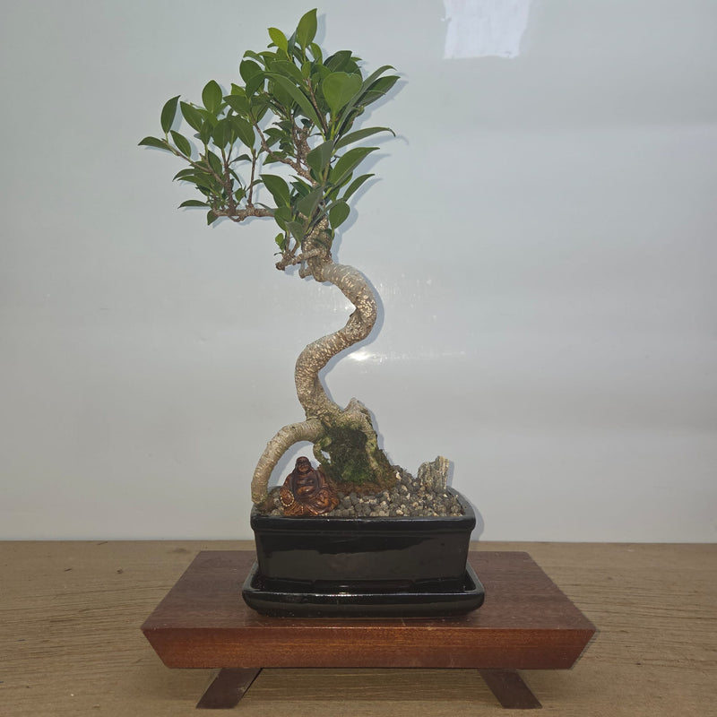 Ficus Microcarpa (Banyan Fig) Indoor Premium Bonsai Tree Bundle | Shaped | In 20cm Pot