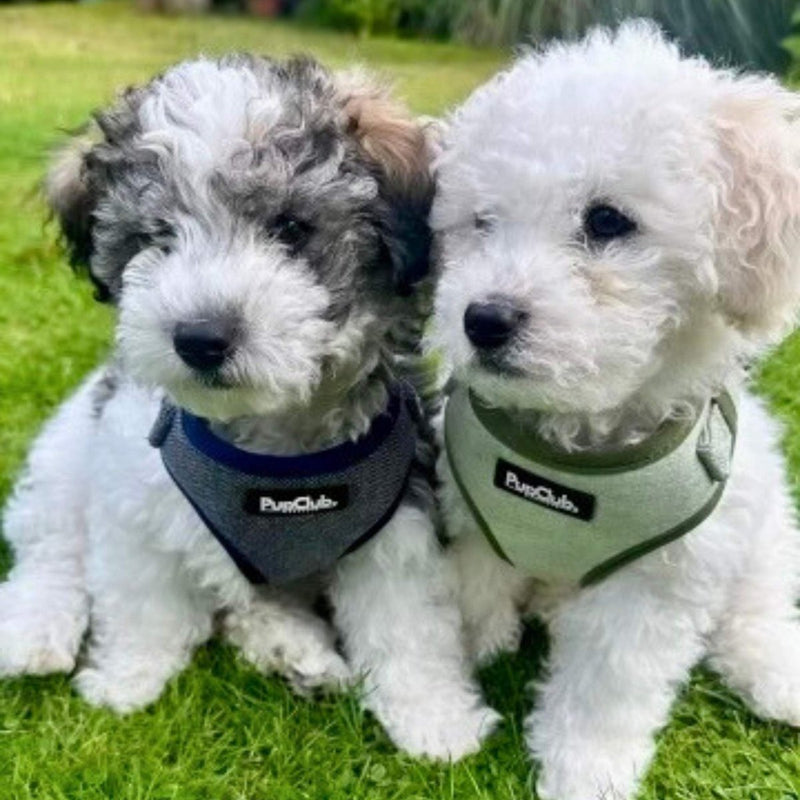 PupClub Dog Tweed Adjustable Harness - Blue