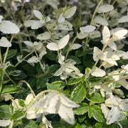 IMG_00422.jpg