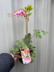 IMG_09513.jpg