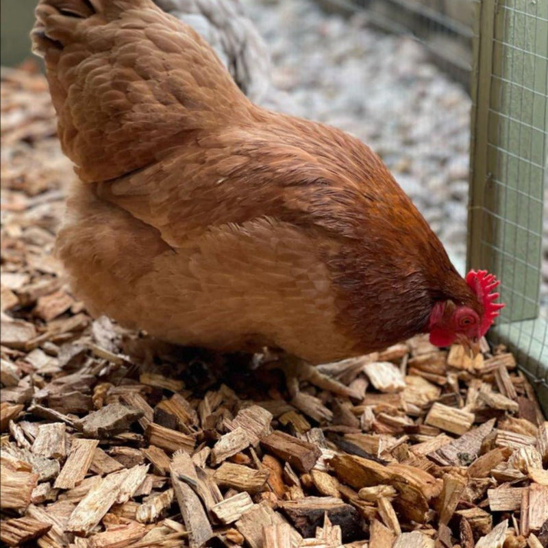Chicken Coop Chips