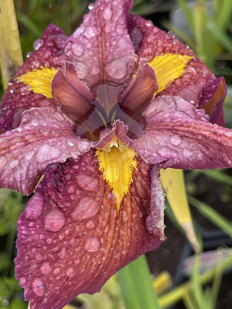 Iris louisiana 'Ann Chowning' - Red Louisiana Iris, Pond Marginal Plant