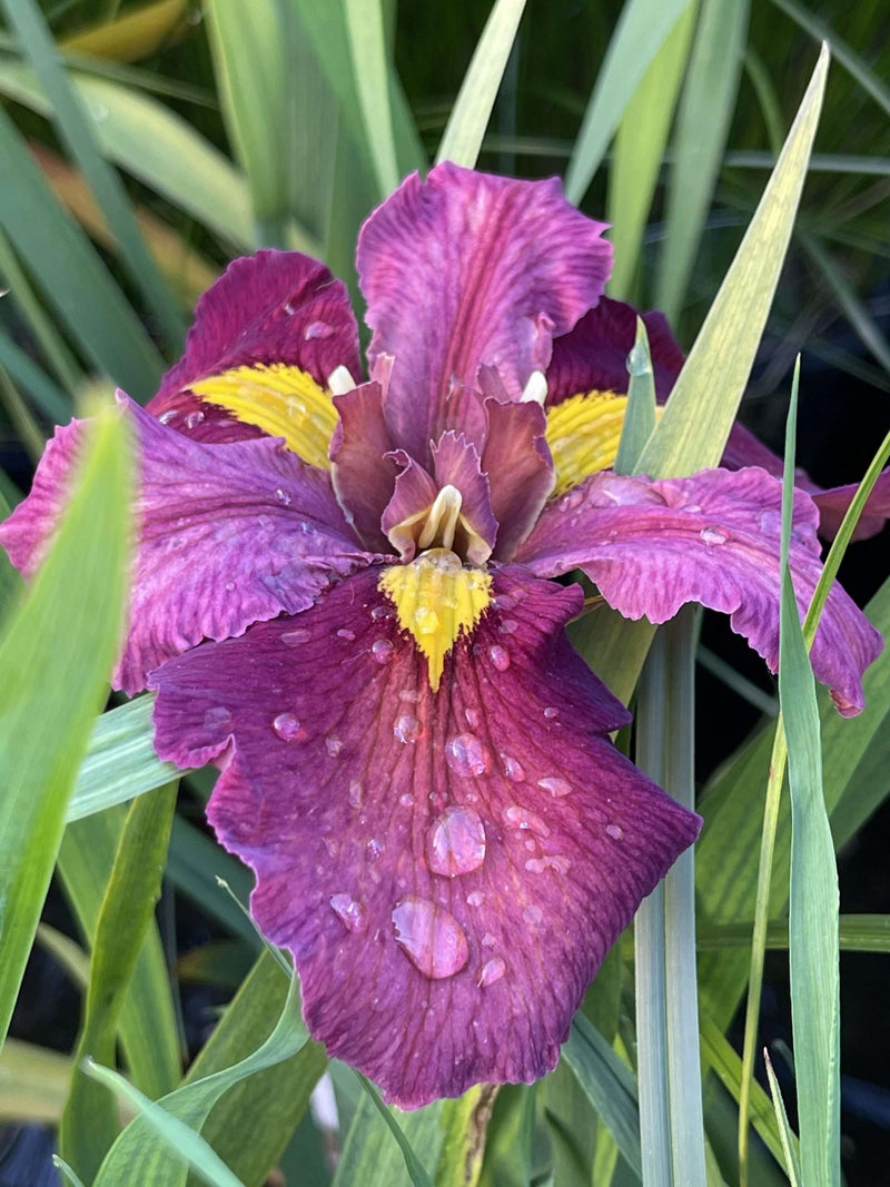 Iris louisiana 'Ann Chowning' - Red Louisiana Iris, Pond Marginal Plant