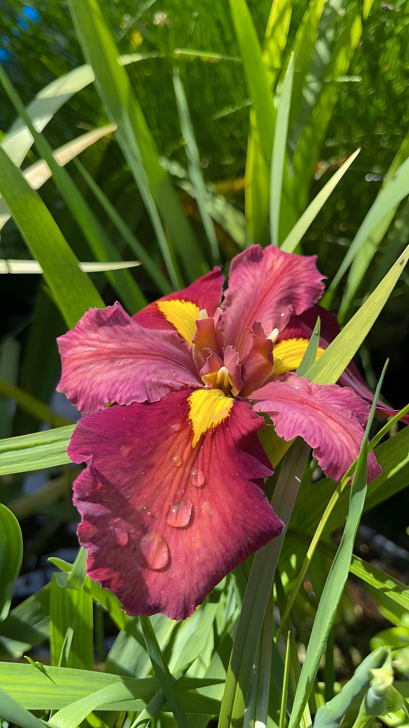 Iris louisiana 'Ann Chowning' - Red Louisiana Iris, Pond Marginal Plant