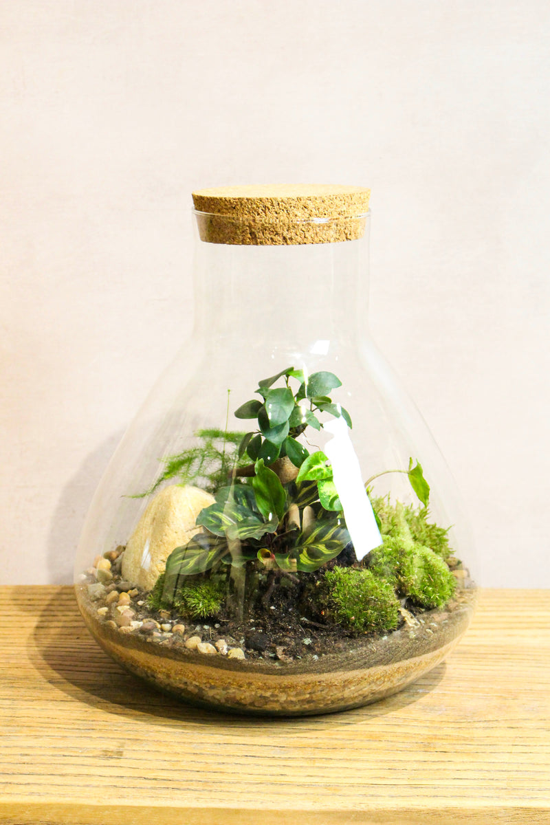 LAB Jar Terrarium Kit (Apothecary) - 24x23cm