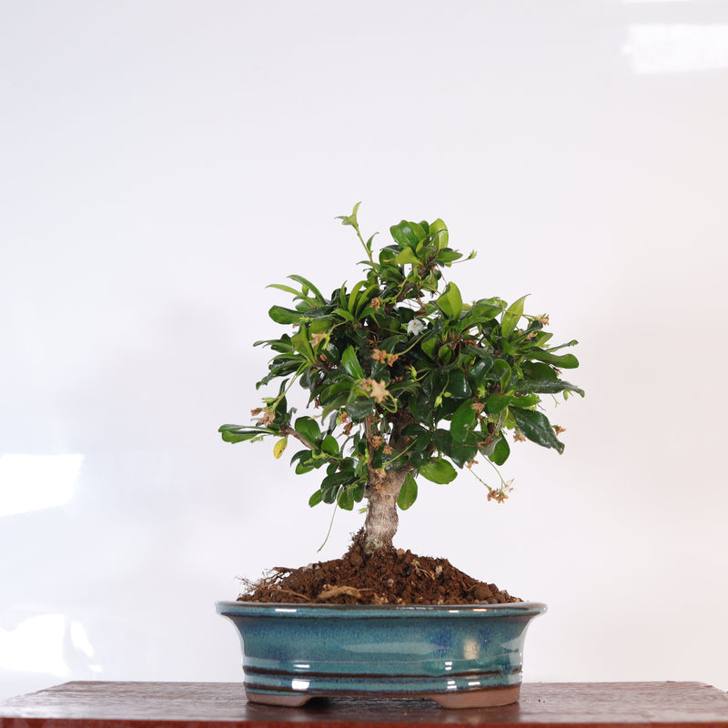 Fukien Tea Tree (Carmona Retusa) Bonsai Tree | Broom | In 16cm Pot | Perfect Gift