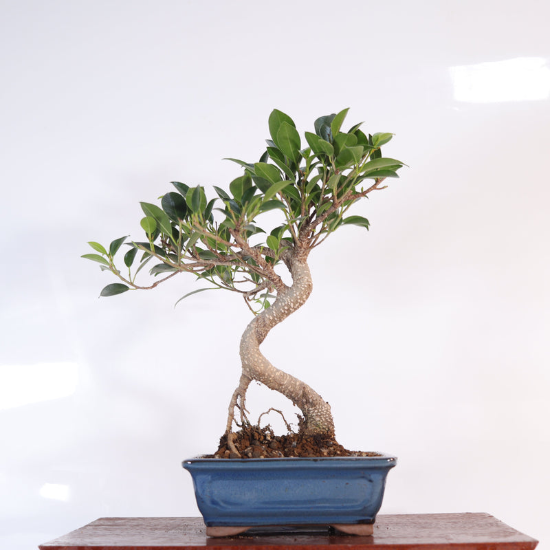 Ficus Microcarpa (Banyan Fig) Indoor Bonsai Tree | Shaped | In 16cm Pot | Delightful Gift