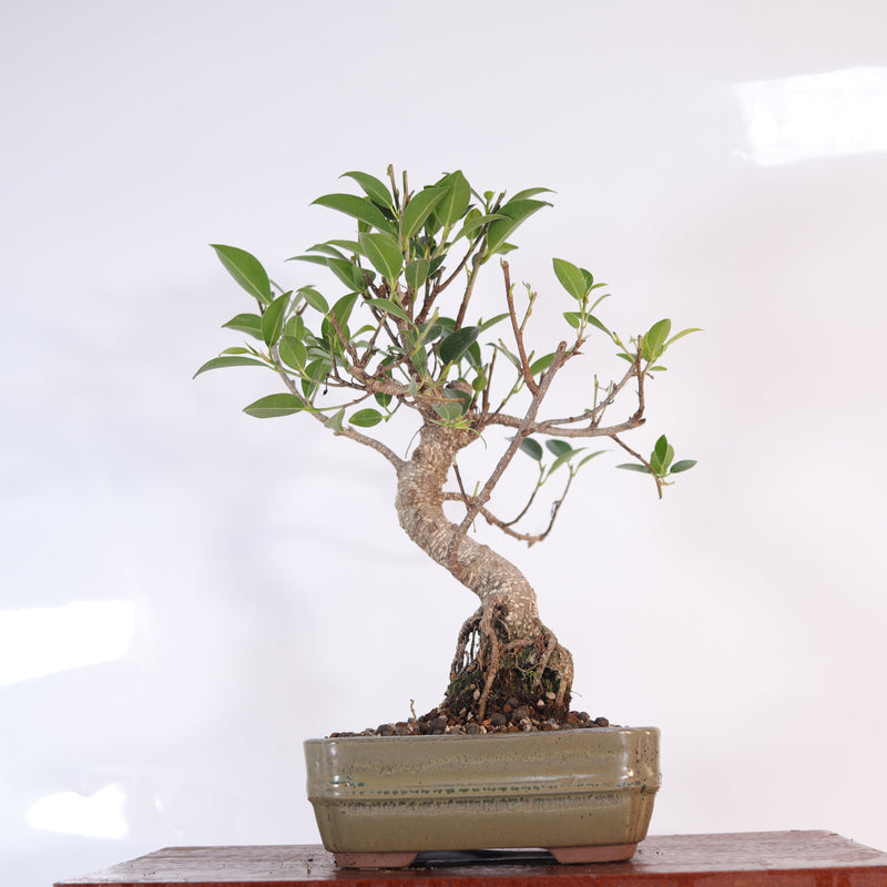 Ficus Microcarpa (Banyan Fig) Indoor Bonsai Tree | Shaped | In 16cm Pot | Delightful Gift