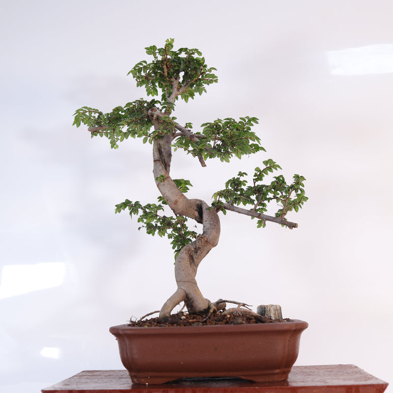 Chinese Elm (Ulmus Parvifolia) Bonsai Tree | Shaped | In 20cm Unglazed Pot