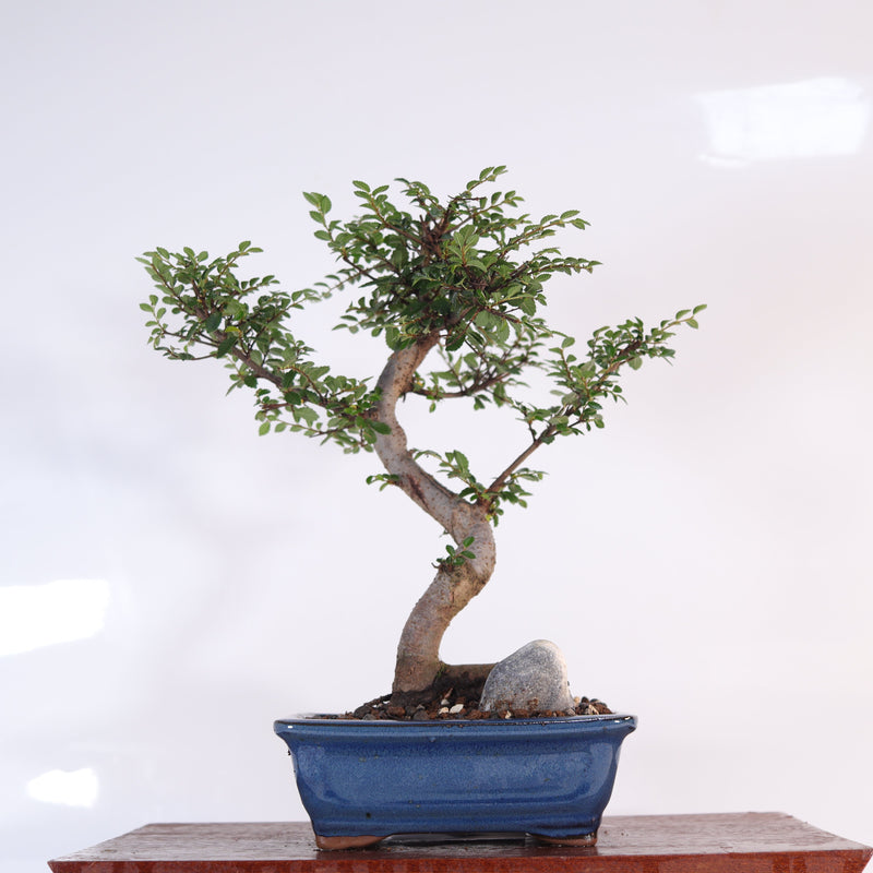 Chinese Elm (Ulmus Parvifolia) Bonsai Tree | Shaped | In 16cm Pot | Great Gift