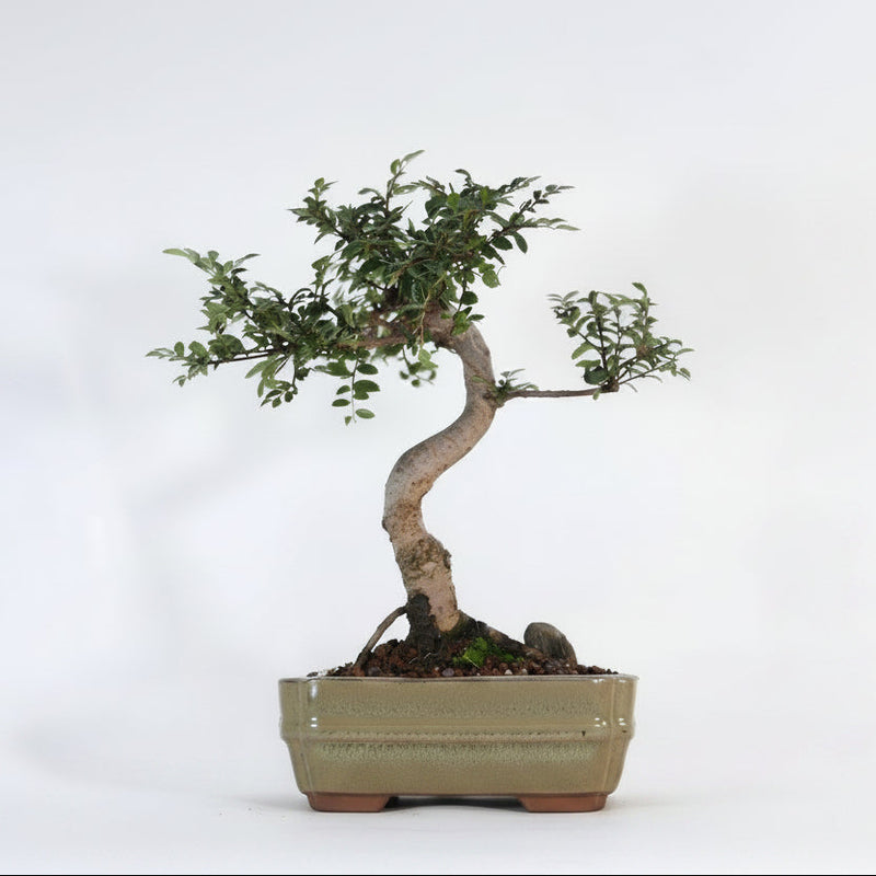 Chinese Elm (Ulmus Parvifolia) Bonsai Tree | Shaped | In 16cm Pot | Great Gift