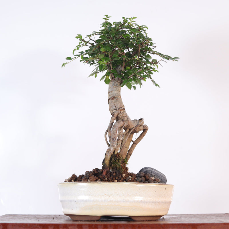 Chinese Elm (Ulmus Parvifolia) Bonsai Tree | Broom | In 16cm Pot | Great Gift