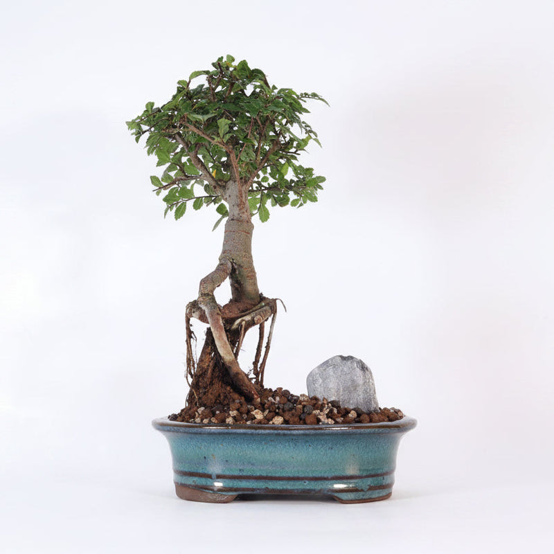 Chinese Elm (Ulmus Parvifolia) Bonsai Tree | Broom | In 16cm Pot | Great Gift