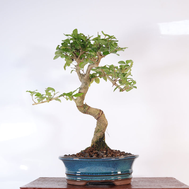 Chinese Privet (Ligustrum Sinense) Bonsai Tree | Shaped | In 20cm Pot | Superb Gift