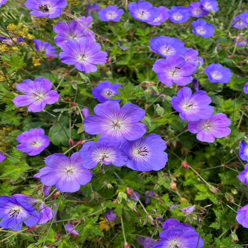 Dylan's Top 3 Plants For A Shady Spot (Instagram Post 14/08)