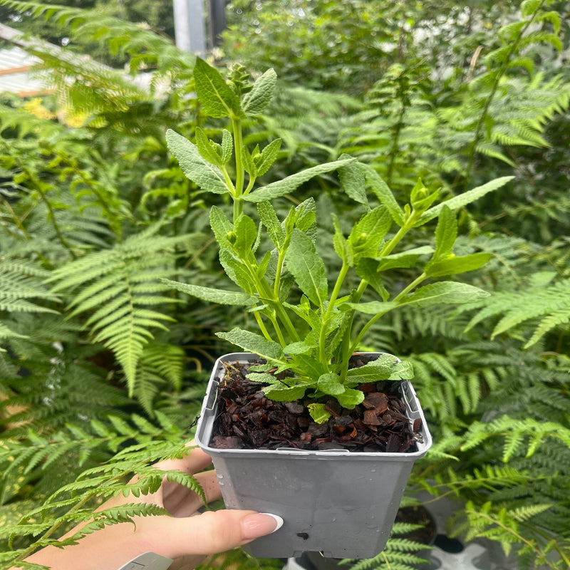 Salvia nemorosa ‘Blue Marvel’ 9cm